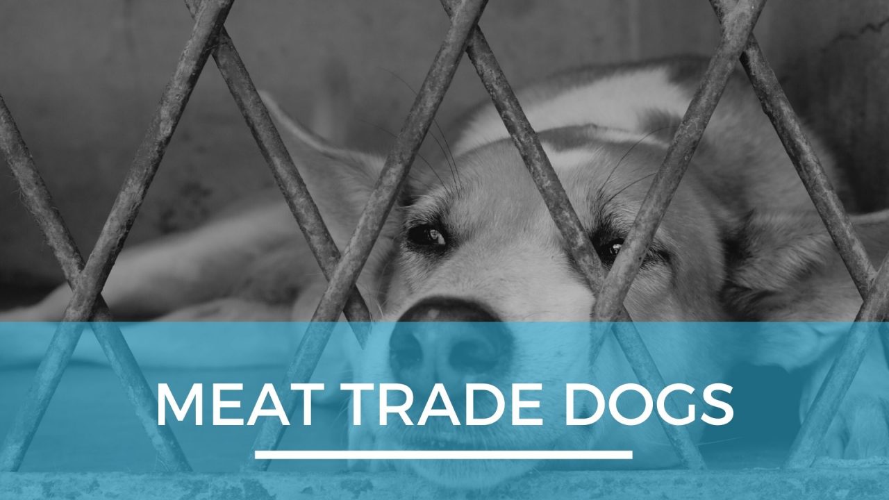 What is the Dog Meat Trade Pack Method Prep