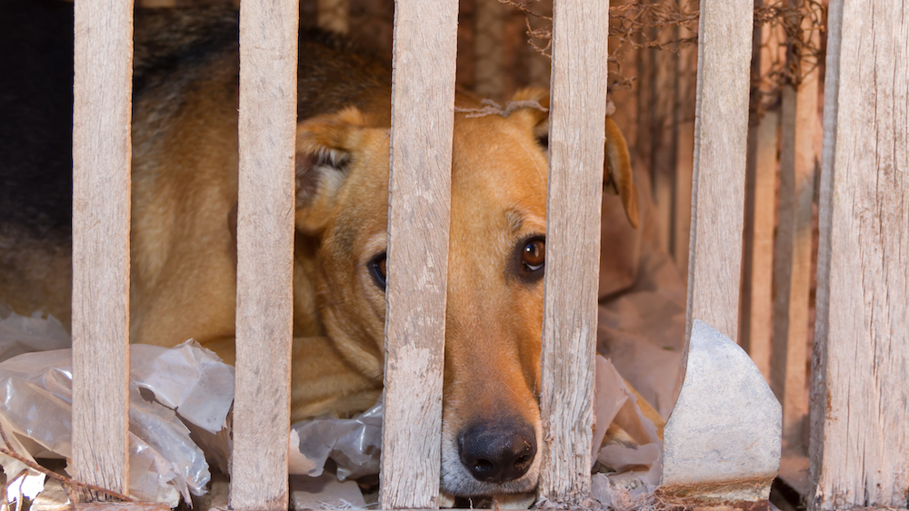 What is a Meat Trade Dog Archives Pack Method Prep