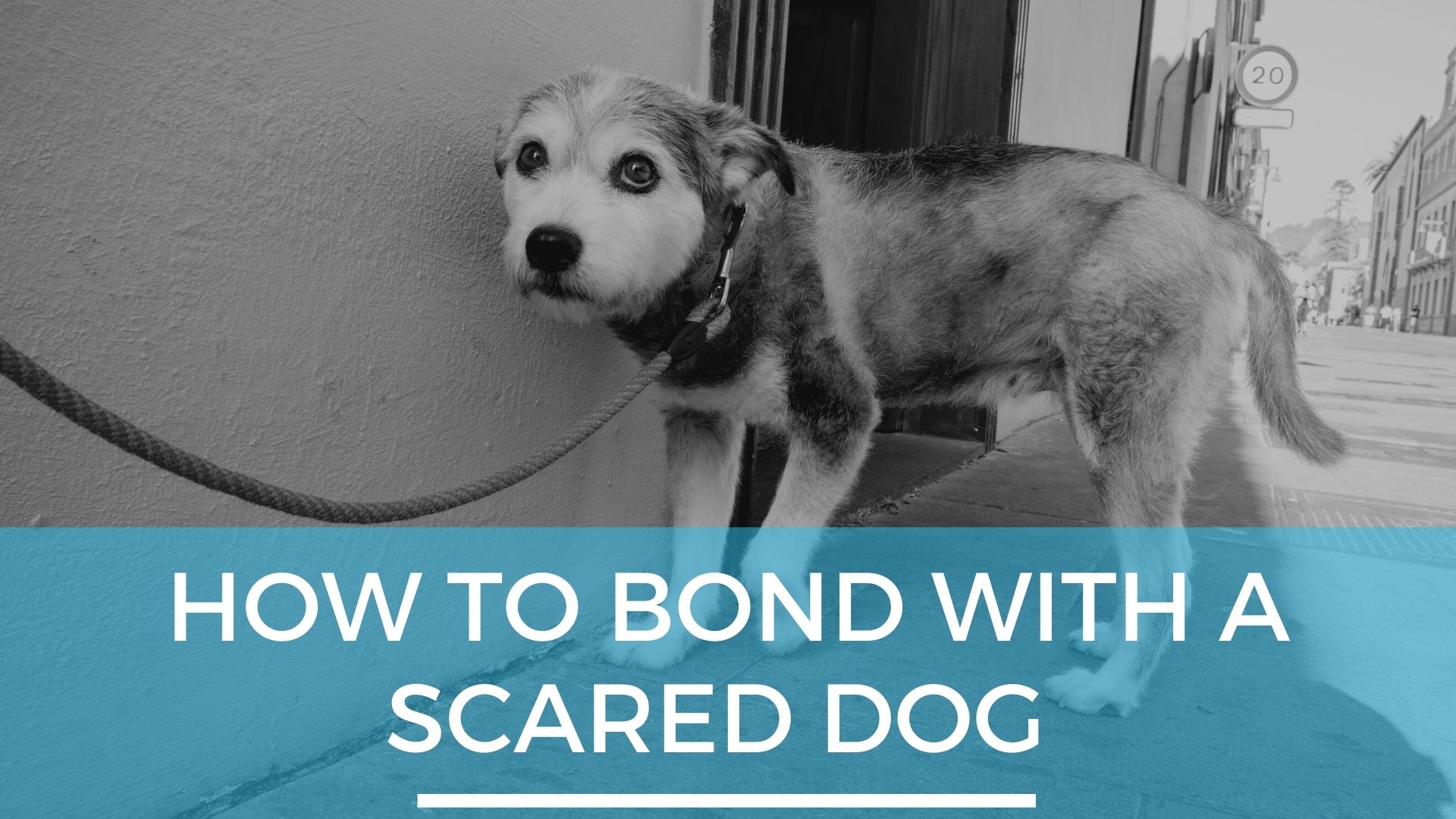 how do you know when a dog is scared of you