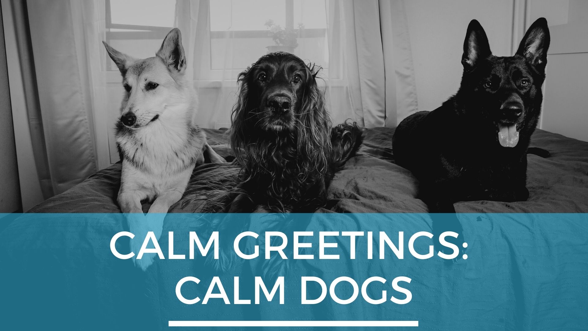 Calm Greetings Calm Dogs