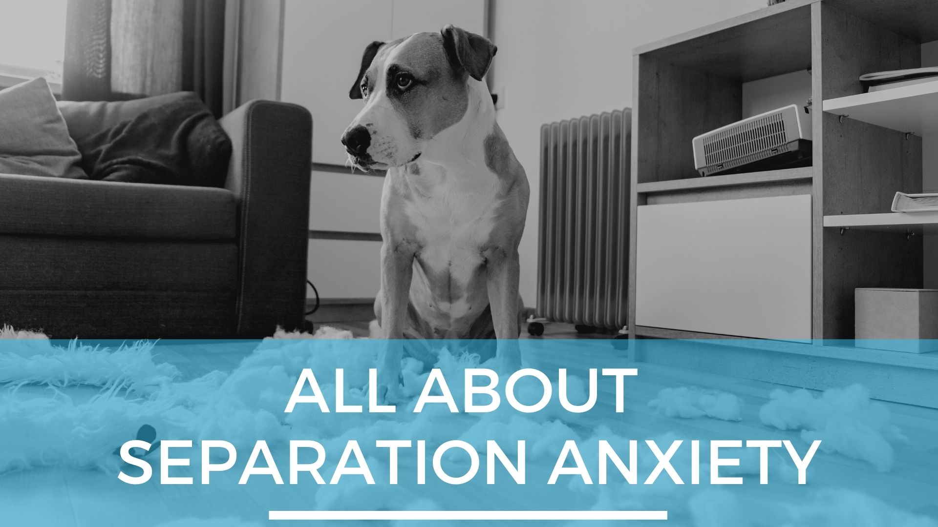 All About Dog Separation Anxiety