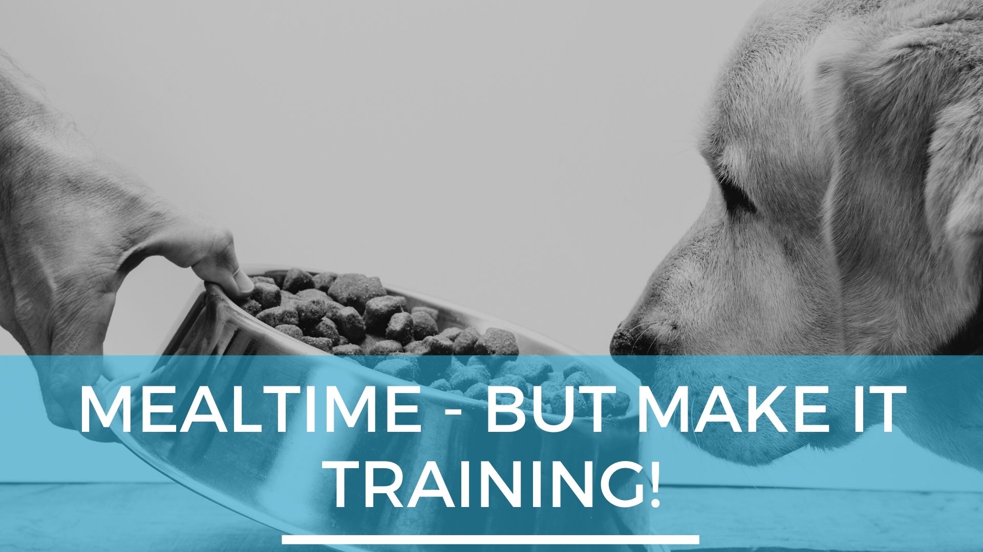 Dogs Meal Time - But Make it Training