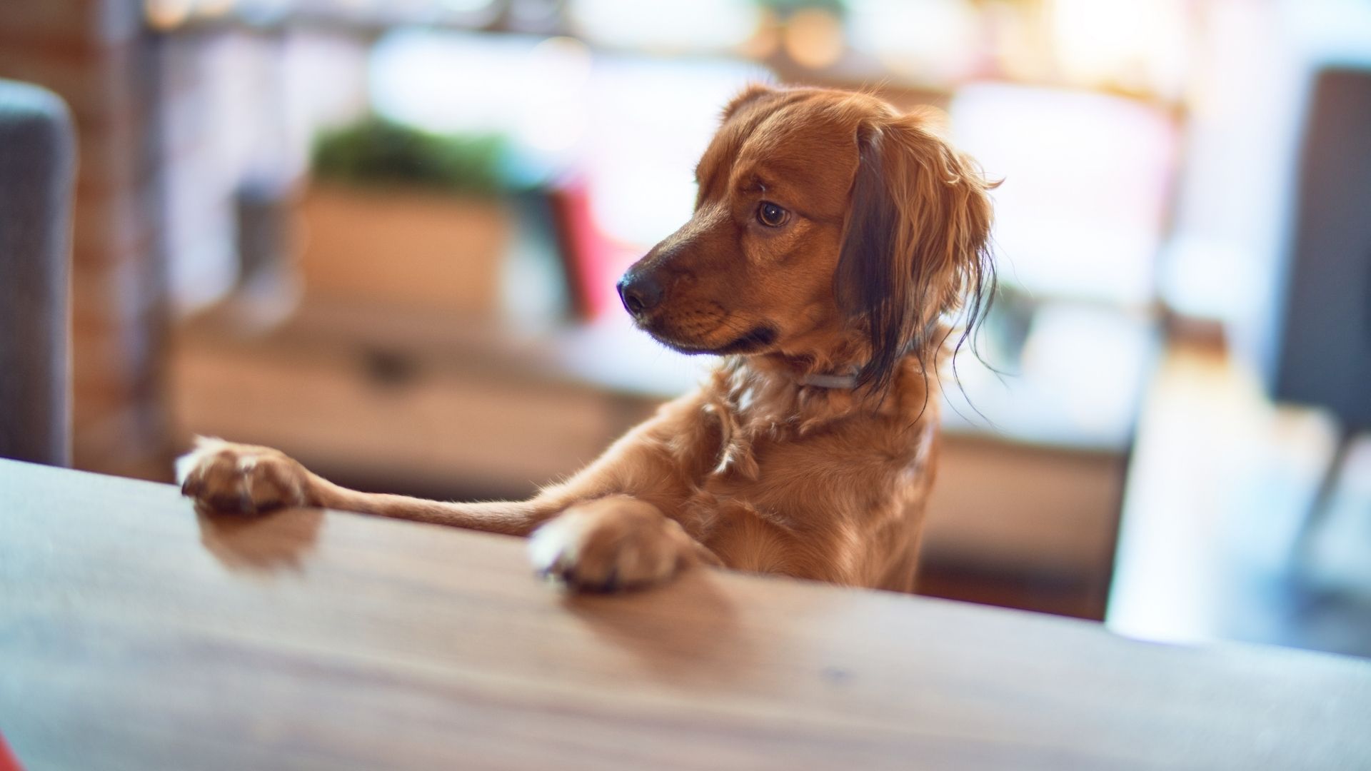 how to stop dogs jumping up on countertops