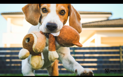 Dog Park Conflict Prevention Tips: Ensure Peaceful Play