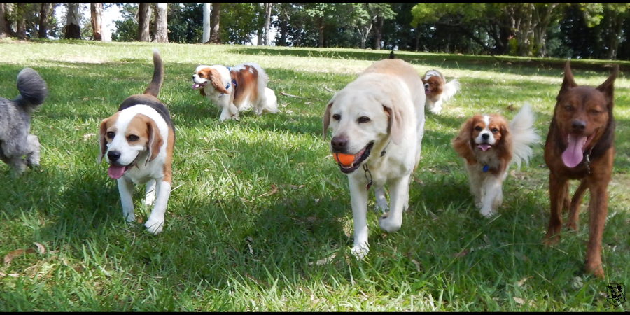 Dog Park Conflict Prevention Tips: Ensure Peaceful Play