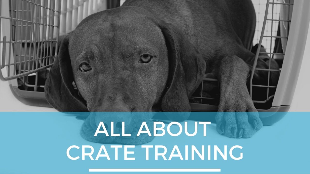 Teaching Your Pup How To Be Alone - Separation Training