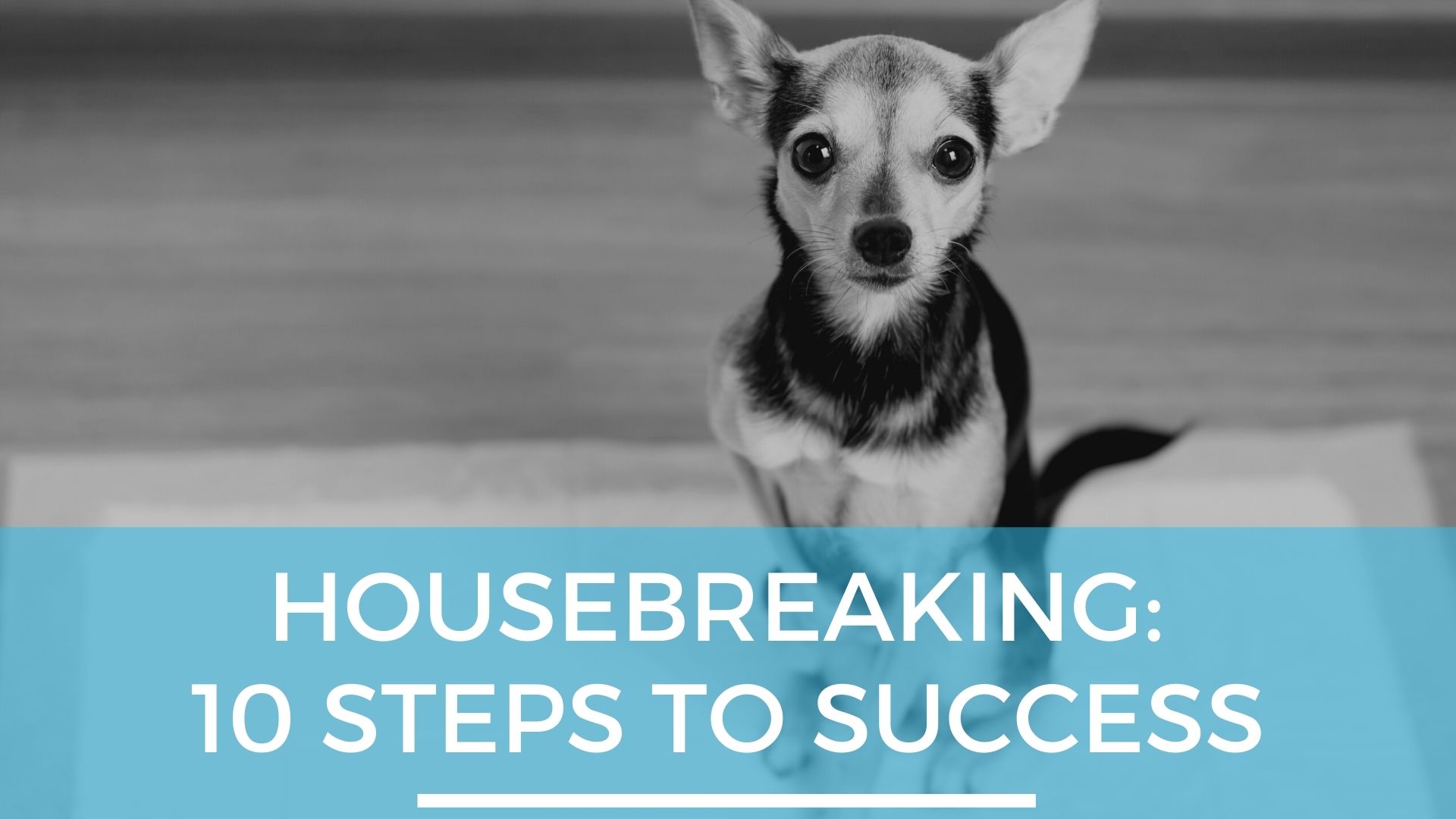 how do you deal with a dog housebreaking