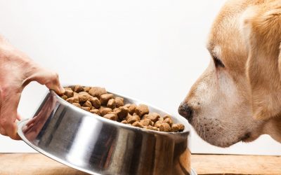 Dog Mealtime Training